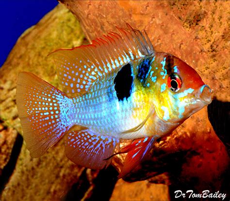 Premium German Blue Ram Cichlid