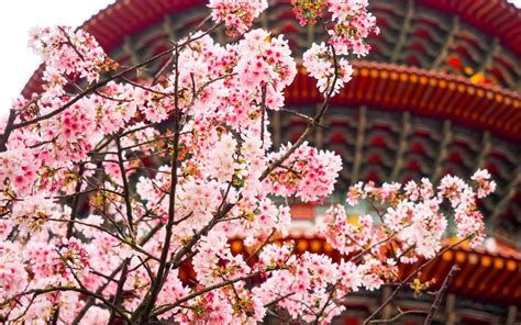 A Spring Guide to Taiwan Cherry Blossoms This 2019