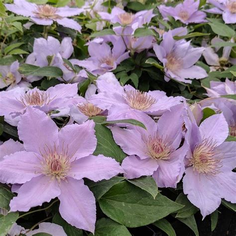 Clematis Filigree | Brushwood Nursery, Clematis Specialists