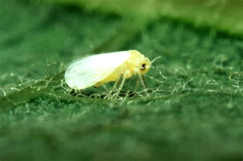 Mosquita blanca – Información – Panorama AGROPECUARIO