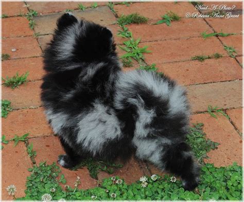 Blue Merle Pomeranian Puppy - Need-A-Photo? - Photography, Animals ...