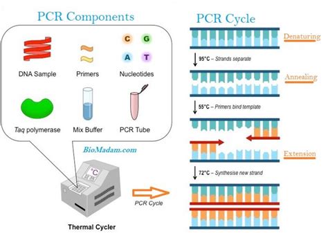 Types of PCR - Common Kinds of Polymerase Chain Reaction - biomadam