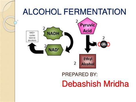 FERMENTATION OF ALCOHOL