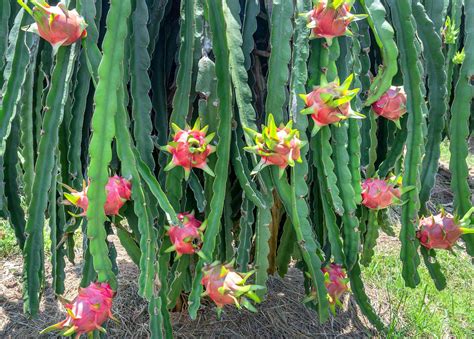 Dragon Fruit Cactus: Plant Care & Growing Guide