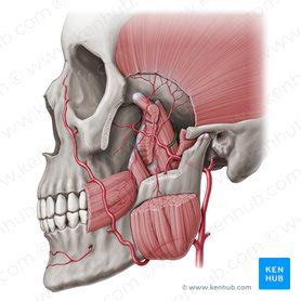 Middle meningeal artery: Anatomy, branches, supply | Kenhub