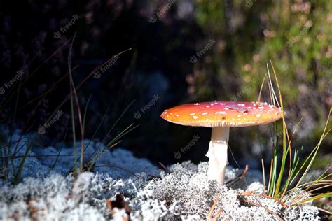 Free Photo | Agaric in a field surrounded by greenery under the sunlight