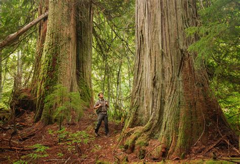 Guide to Washington State's Ancient Forests, Giant Trees, and Old ...