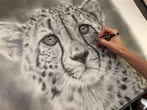 Realistic Cheetah Drawings