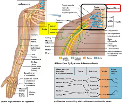 Erb's palsy causes, symptoms, diagnosis, prognosis & Erb's palsy treatment