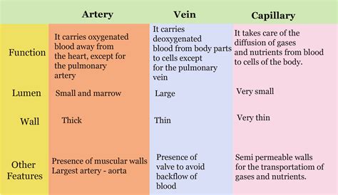 Structure Of Blood Vessels | GCSE Geography Revision Notes