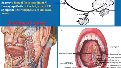 Sublingual Fold