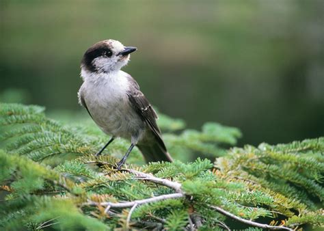 Temperate Coniferous Forest Animals / Animals - Temperate Grasslands ...