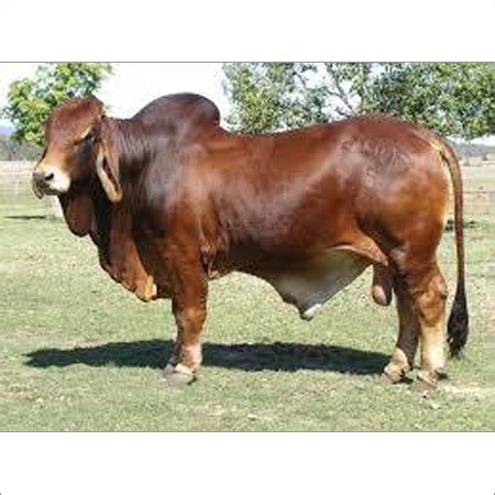 Sahiwal Cow at Best Price in Karnal | Jai Pal Dairy Farm