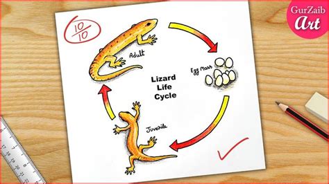 Life Cycle of Lizard Diagram Drawing / science project chart making ...