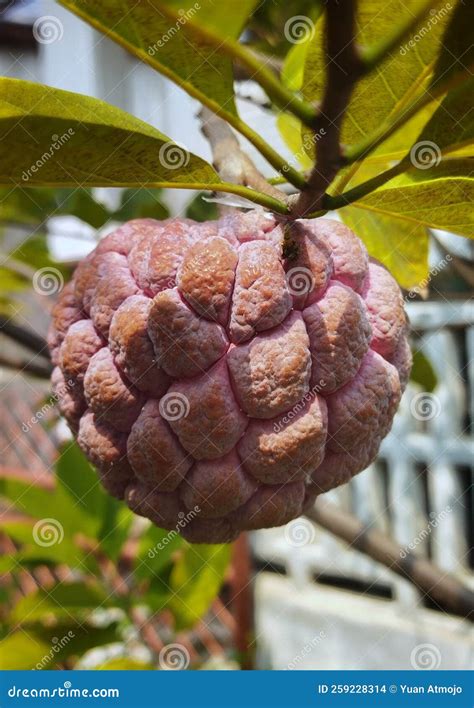 Srikaya Fruit Details Close Up Sweet Stock Photo - Image of fruit ...