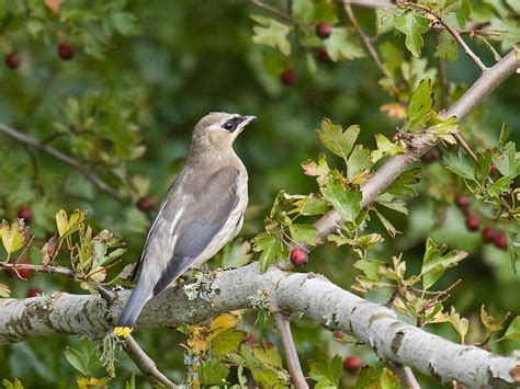 Juvenile Cedar Waxwing - Pacific NW Birder