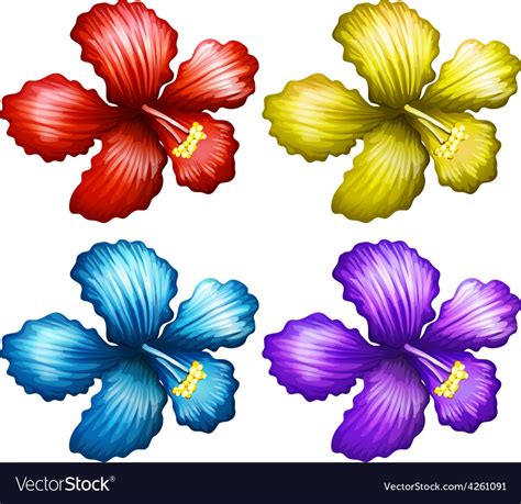 Set of gumamela flowers Royalty Free Vector Image