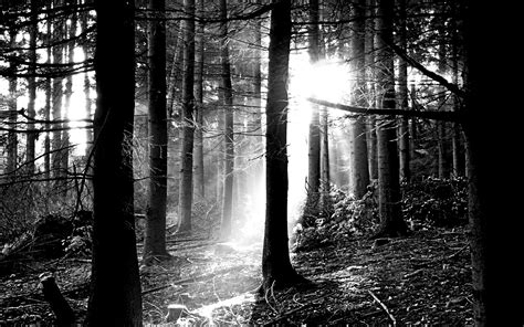 Download Free Black and White Forest Wallpaper | PixelsTalk.Net