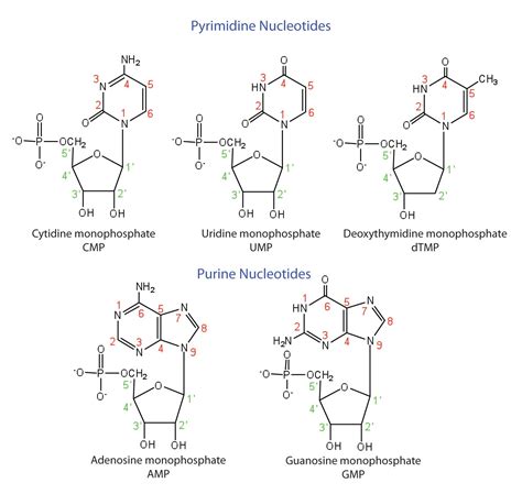 28.2: Nucleotides and Nucleic Acids - Chemistry LibreTexts