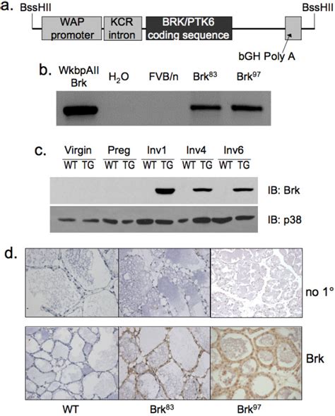 Transgene, screening and expression. A, Transgene (Tg) structure ...