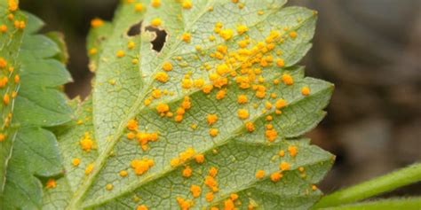 Rust Fungi of Australia