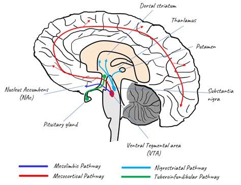 Neuro Science | ShareTechnote