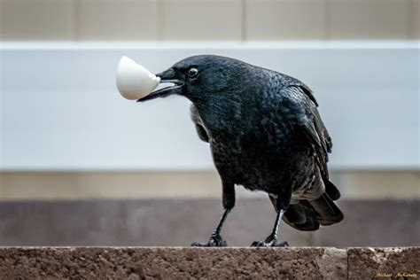 Loud, Curious American Crows: Most People Either Love Them or Hate Them ...