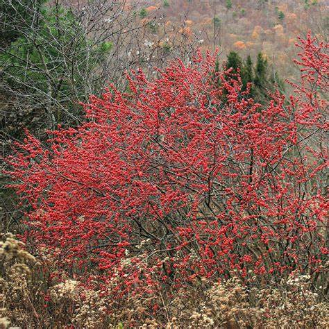 Ilex verticillata 'Jim Dandy' #3 (Male Winterberry Holly) - Scioto ...