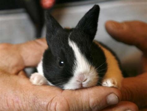 Dutch Rabbit Care Sheet | Here Bunny