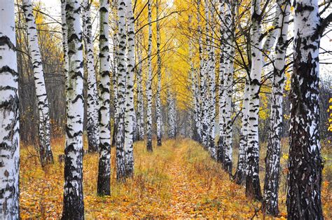 Download Leaf Forest Path Nature Fall Birch HD Wallpaper