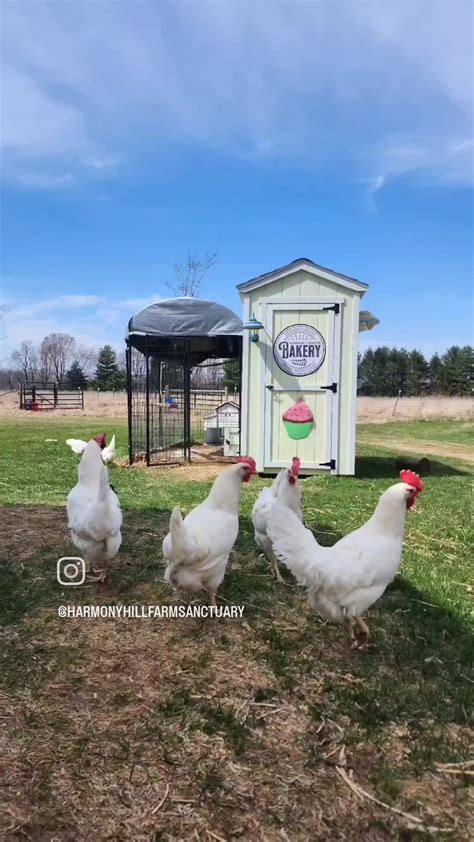 A beautiful day for a work day! All 6 coops de-winterized and cleaned ...