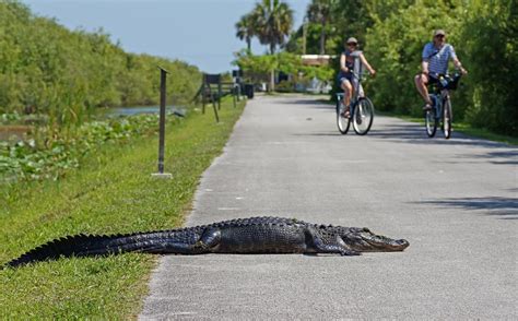 No one-size-fits-all approach to human-crocodilian conflict globally ...