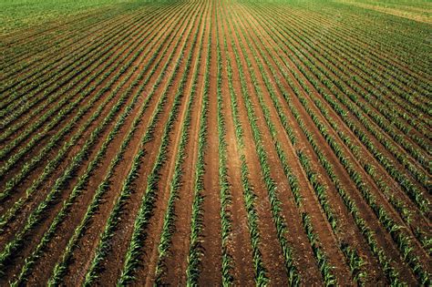 Aerial view of green corn field - Stock Image - F041/5107 - Science ...