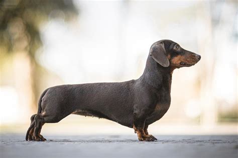 how to treat dachshund skin problems