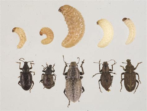 Identifying soil beetle pests | Agriculture and Food