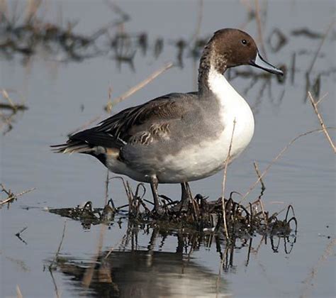 Pintail | Habitat & Facts | Britannica