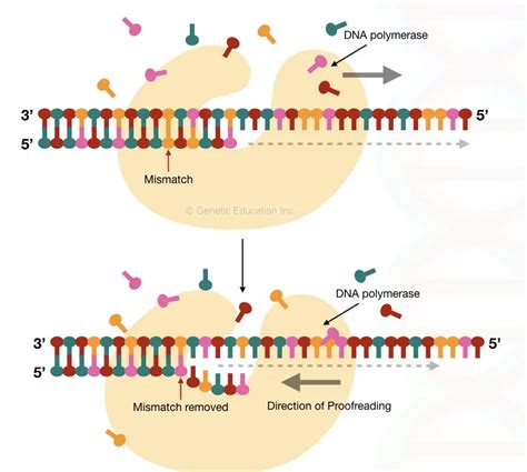 Comparison Between DNA Primer And RNA Primer: