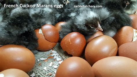 French Cuckoo Marans Fertile Hatching Eggs for Sale - Fresh/Fertile ...