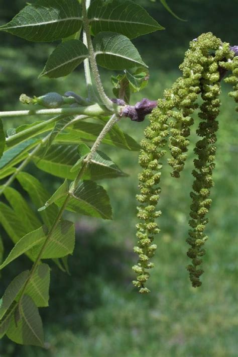 maryland native nut trees - Jeramy Bollinger