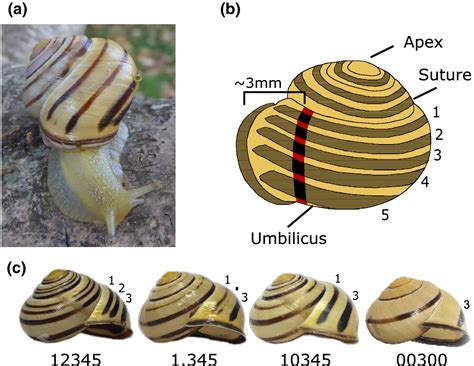 Snail Shell Section