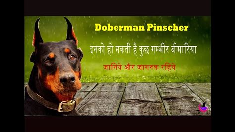 Doberman: Dog Health Problems & Solutions - YouTube