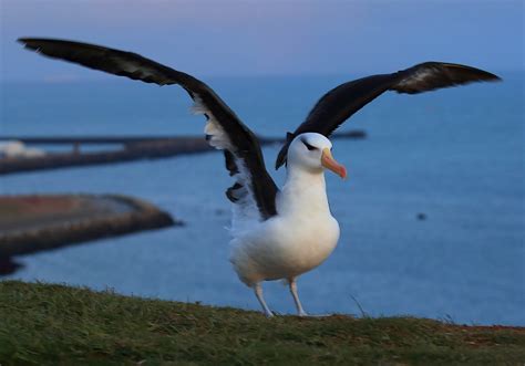 Albatross Symbolism & Meaning (+Totem, Spirit & Omens) - World Birds