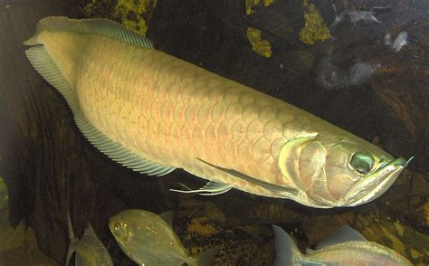 Asian Arowana – Indonesia