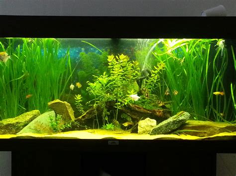 Try These 7 Easy Care Aquarium Plants In Your Tank Now