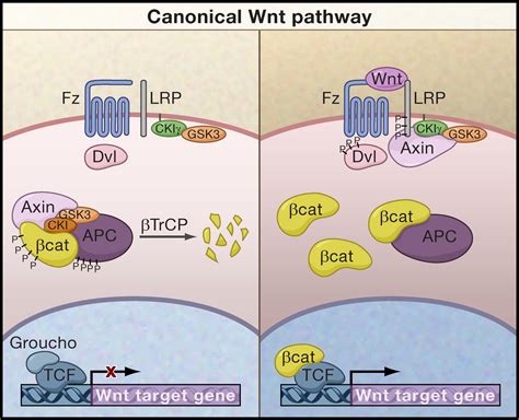 Wnt/β-Catenin Signaling in Development and Disease: Cell