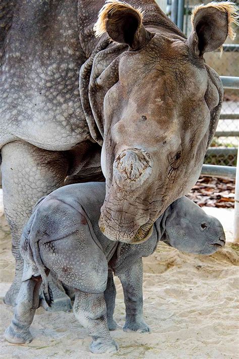 One Horned Rhino Born at Zoo Miami, Photos