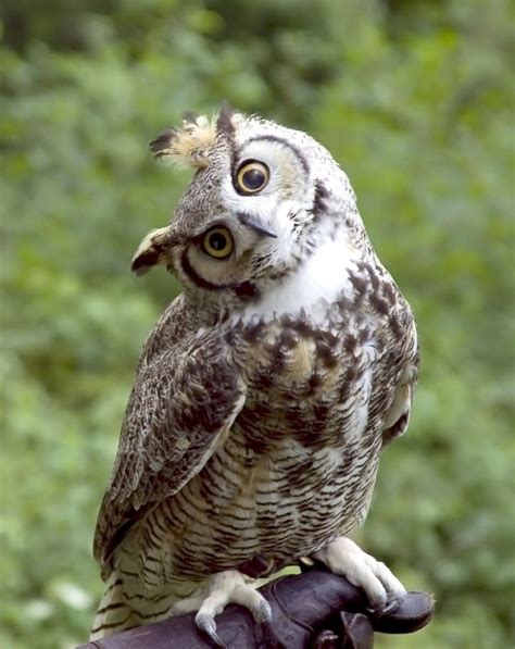 Why Do Owls Hoot? | Owl, Great horned owl, Horned owl