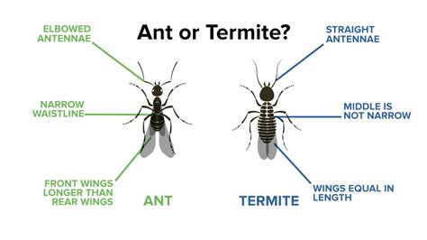 Identifying Ants vs. Termites - YouTube