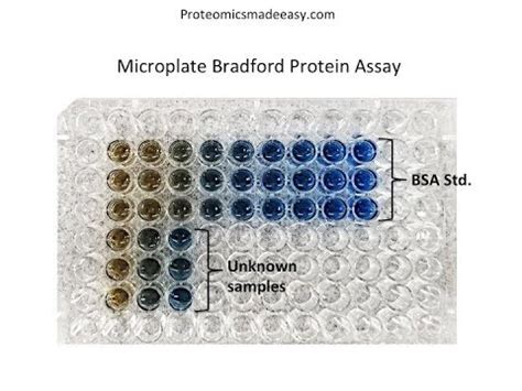 Bradford Protein Assay Kit : Bradford Protein Assay Kit 1 L - 20830001 ...