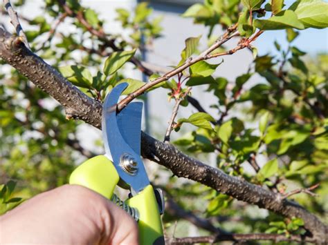 Apricot Pruning Tips - How And When To Prune Apricot Trees